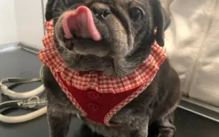 Pomôžme mopsinke Boženke (15,5 r.) a ďalším seniorom