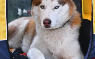Keď labky slabnú, láska stále beží ďalej - pomôžme huskymu Hachiko