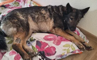 Darujme Šeďovi šancu na návrat k normálnemu životu