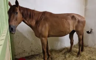 Dajme Sultánovi druhú šancu na život bez bolesti