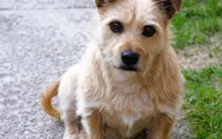 Pomôžte Maxovi znovu chodiť