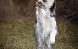 Nohy už nevládzu, ale srdce stále chce. Pomôžme Shaste.