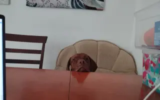 Zachráňme Dobbyho - pomôžme mu s liečbou mastocytózy