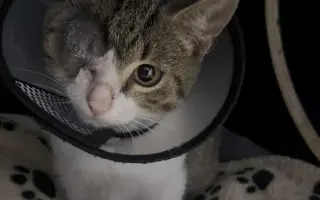 Zachráňme Miniho a dajme šancu aj tým, čo prídu po ňom Zachráňme Miniho a dajme šancu aj tým, čo prídu po ňom