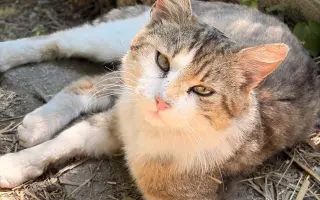 Dajme túlavému kocúrikovi šancu na nový život