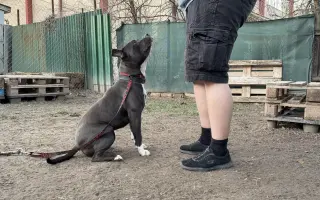 Pomôžte nám dať psom druhú šancu – prerábame Happy Paw’s