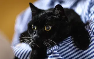 Čiča hľadá svojich čitateľov