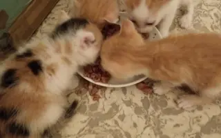 Pomôžme spolu handlovským mačičkám