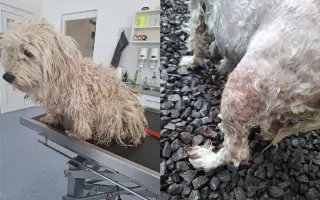 Pomôžme vyhodej fenke Belke k liečbe