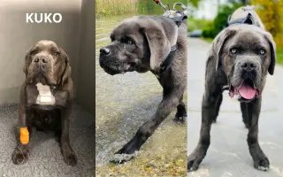Vybudujme spoločne azyl pre hendikepované zvieratá