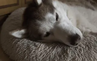 Keď labky slabnú, láska stále beží ďalej - pomôžme huskymu Hachiko