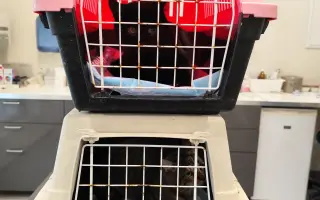 Pomôžme mačičkám prežiť zimu