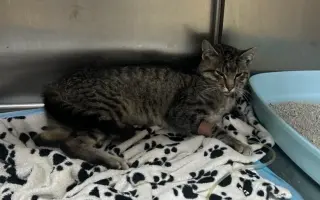 Zachráňme Murka - kocúrik bojuje o život po vážnom úraze a FIP