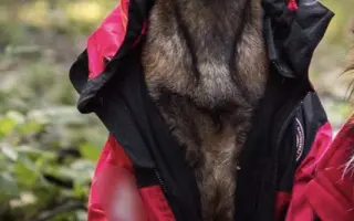 Podporme slovenské záchranárske psy na Majstrovstvách sveta 2026 v Slovinsku!