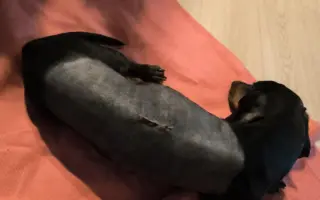 Pomôžme šesťročnému psíkovi získať späť radosť z pohybu a život bez bolesti