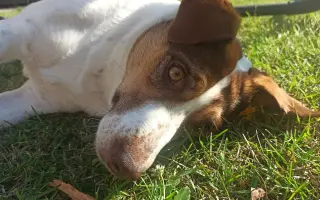 Pomôžme Lunke s liečbou zhubného nosného nádoru