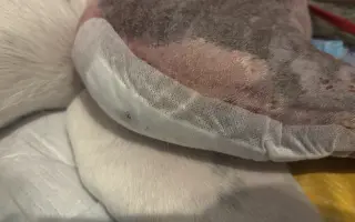 Pomôžme Michaele zabezpečiť jej fenke starostlivosť po operácii kolena