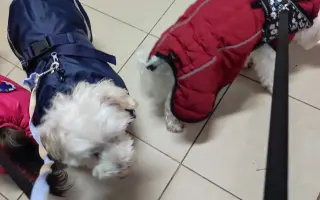 Pomôžme psím seniorom u Ivetky