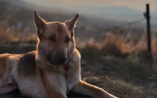 Zachráňme Oreovi život – nášmu členovi rodiny