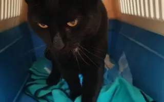 Pomohli ste Mačičkám u Larky zvládnuť náročné obdobie