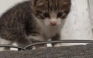 Posledná nádej kocúrika Miška