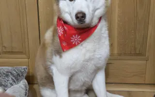 Keď labky slabnú, láska stále beží ďalej - pomôžme huskymu Hachiko