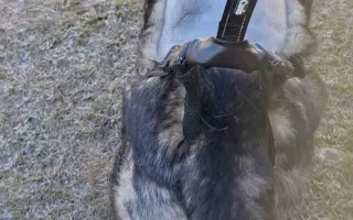 Pomohli ste Šeďovi získať druhú šancu