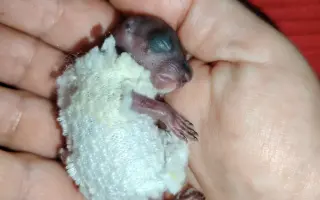 Pomôžte s rekonštrukciou záchrannej stanice pre veveričky