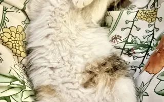 Pomôžte našim 18 zachráneným mačičkám prežiť ďalší mesiac