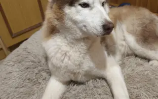 Keď labky slabnú, láska stále beží ďalej - pomôžme huskymu Hachiko