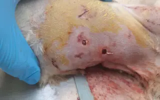 Pomôžte nám udržať  Farmu Happy - bezpečné miesto pre zvieratá