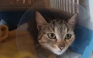 Pomôžme nájdenému mačiatku so zlomenou nohou