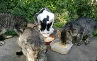 Pomôžte nám postaviť bezpečnú voliéru pre mačky bez domova