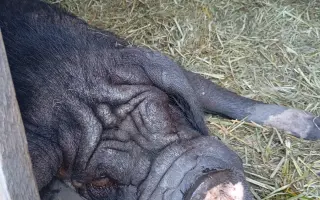 Chýba už len kúsok. Pomôžte nám presťahovať Azyl pre prasiatka a králiky.