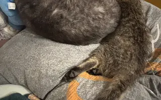 Pomôžme malému Oskarkovi znovu sa postaviť na labky