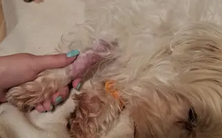 Pomôžme Maxovi znovu chodiť 🐾