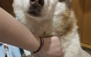 Keď labky slabnú, láska stále beží ďalej - pomôžme huskymu Hachiko