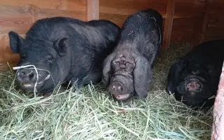 Chýba už len kúsok. Pomôžte nám presťahovať Azyl pre prasiatka a králiky.
