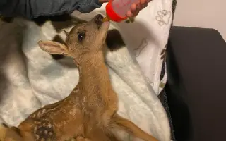 Pomôžte nám - k odkúpeniu raja pre OZ Záchranná stanica ANIMAL chýba ešte kúsok!