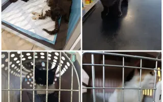 Pomôžme spolu túlavým mačkám na Kysuciach