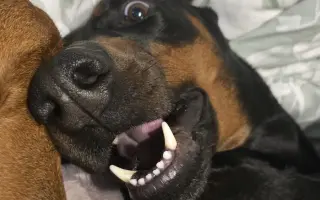 Pomôžte Aresovi v boji s chorobou