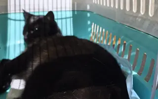Podporte kastračnú akciu zameranú na vonkajšie túlavé mačky a kocúrov🐾