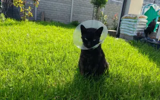 Pomôžme Eve starať sa aj naďalej o mačičky, ktoré ju potrebujú