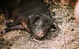 Darujme nový začiatok Azylu pre prasiatka a králiky