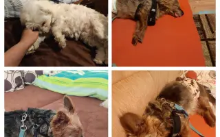 Pomôžme psím seniorom u Ivetky