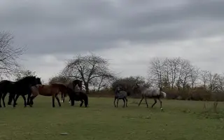 Pomôžte zaplatiť účet na veterine 🐴