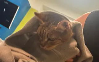 Pomôžte nám zabezpečiť veterinárnu starostlivosť pre naše mačičky