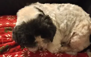 Pomôžte našim chorým senior psíkom - OZ pomoc psíkom Shih-tzu