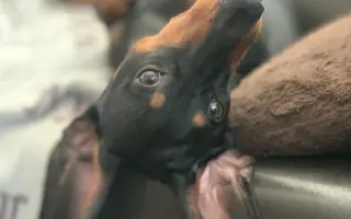 Dobby znovu chodí. Pomôžte mu opäť behať.