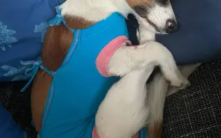 Veterinárna starostlivosť pre psy v osadách